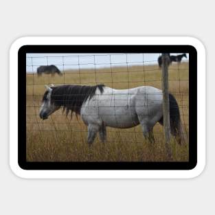 Grey Wild Horse Sticker